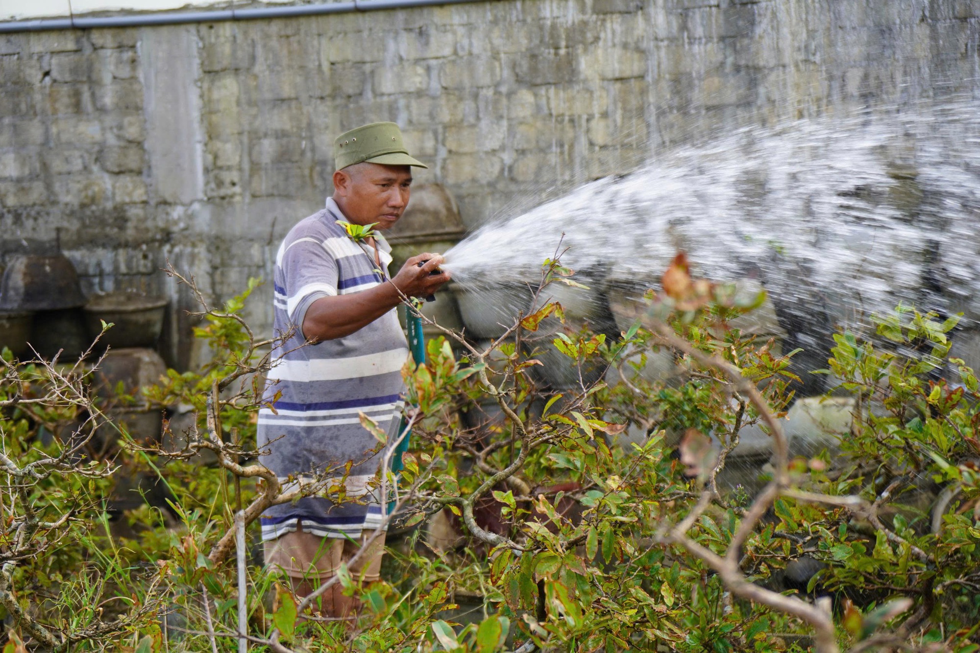 Xác xơ “thủ phủ” mai vàng miền Trung- Ảnh 3. Xác xơ “thủ phủ” mai vàng miền Trung- Ảnh 3.