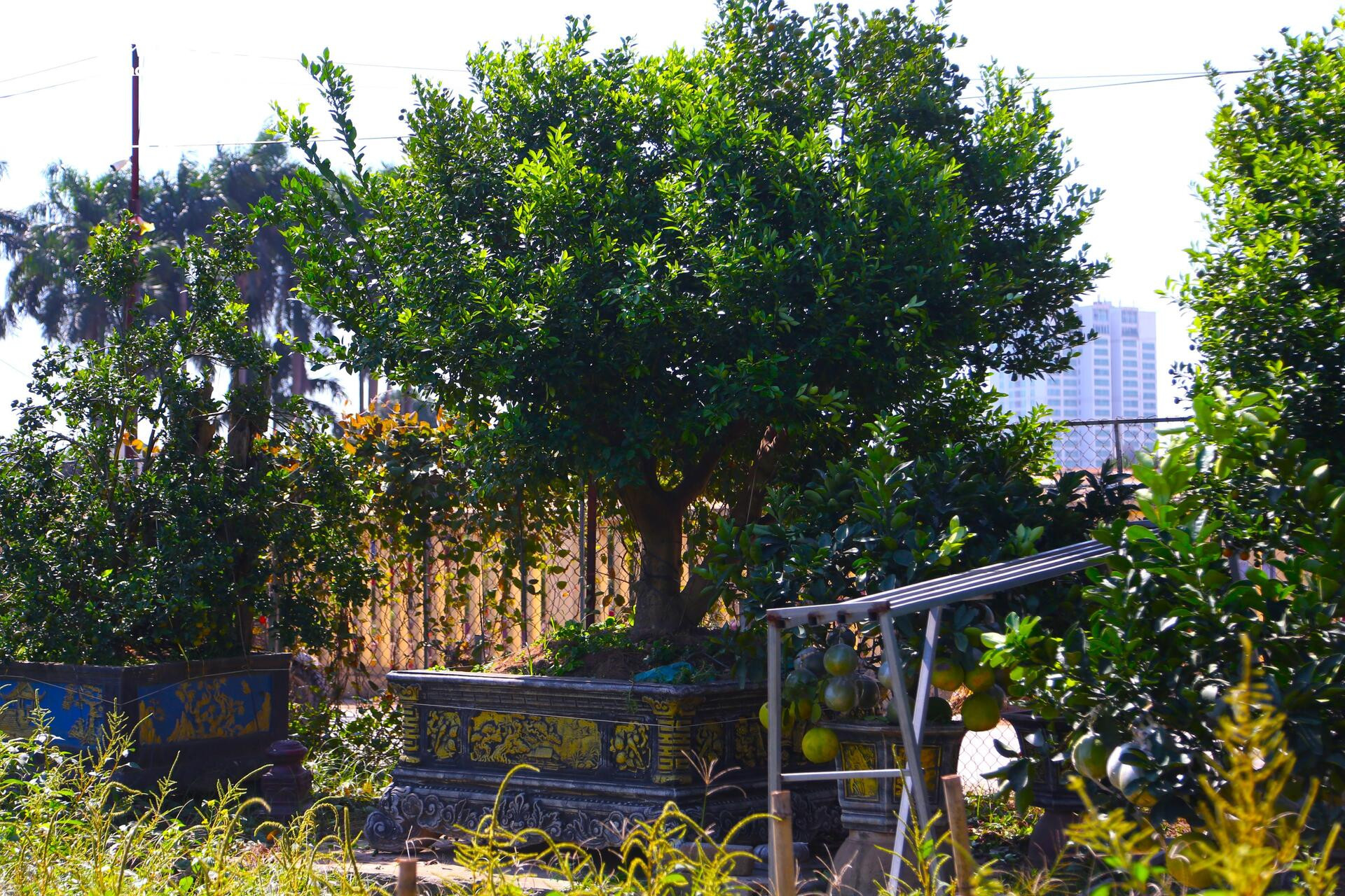 Đón Tết Bính Ngọ, khách sớm xuống tiền đặt cọc quất cảnh vì lo 'cháy hàng'- Ảnh 7.