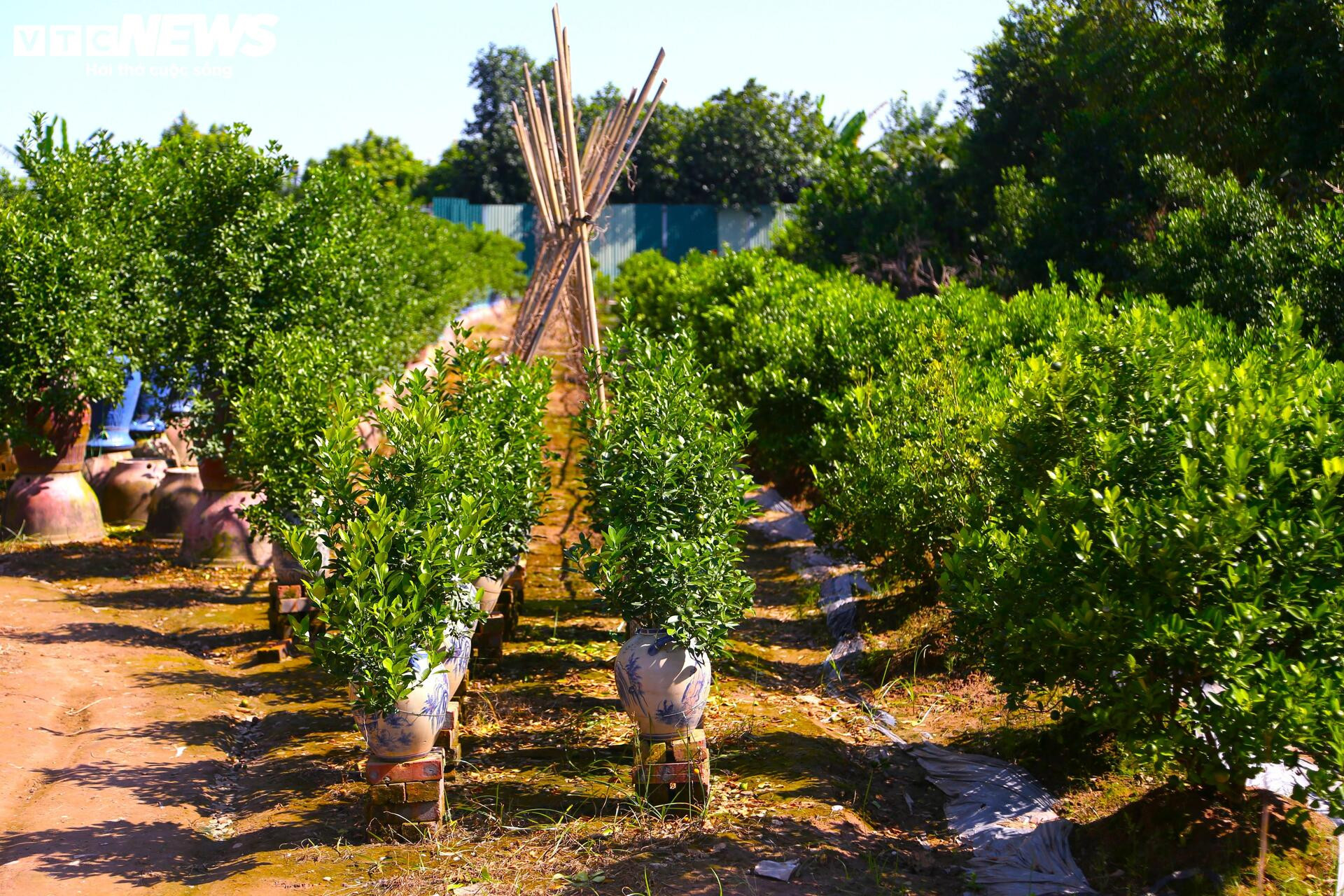Đón Tết Bính Ngọ, khách sớm xuống tiền đặt cọc quất cảnh vì lo 'cháy hàng'- Ảnh 5.