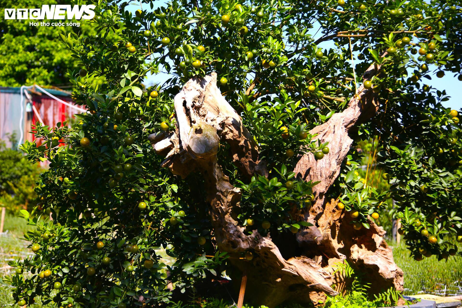 Đón Tết Bính Ngọ, khách sớm xuống tiền đặt cọc quất cảnh vì lo 'cháy hàng'- Ảnh 9.