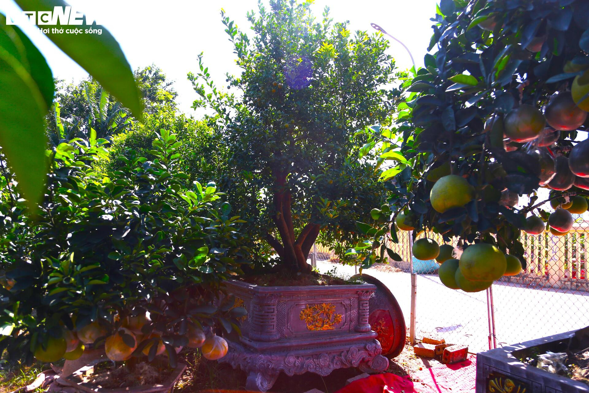 Đón Tết Bính Ngọ, khách sớm xuống tiền đặt cọc quất cảnh vì lo 'cháy hàng'- Ảnh 6.