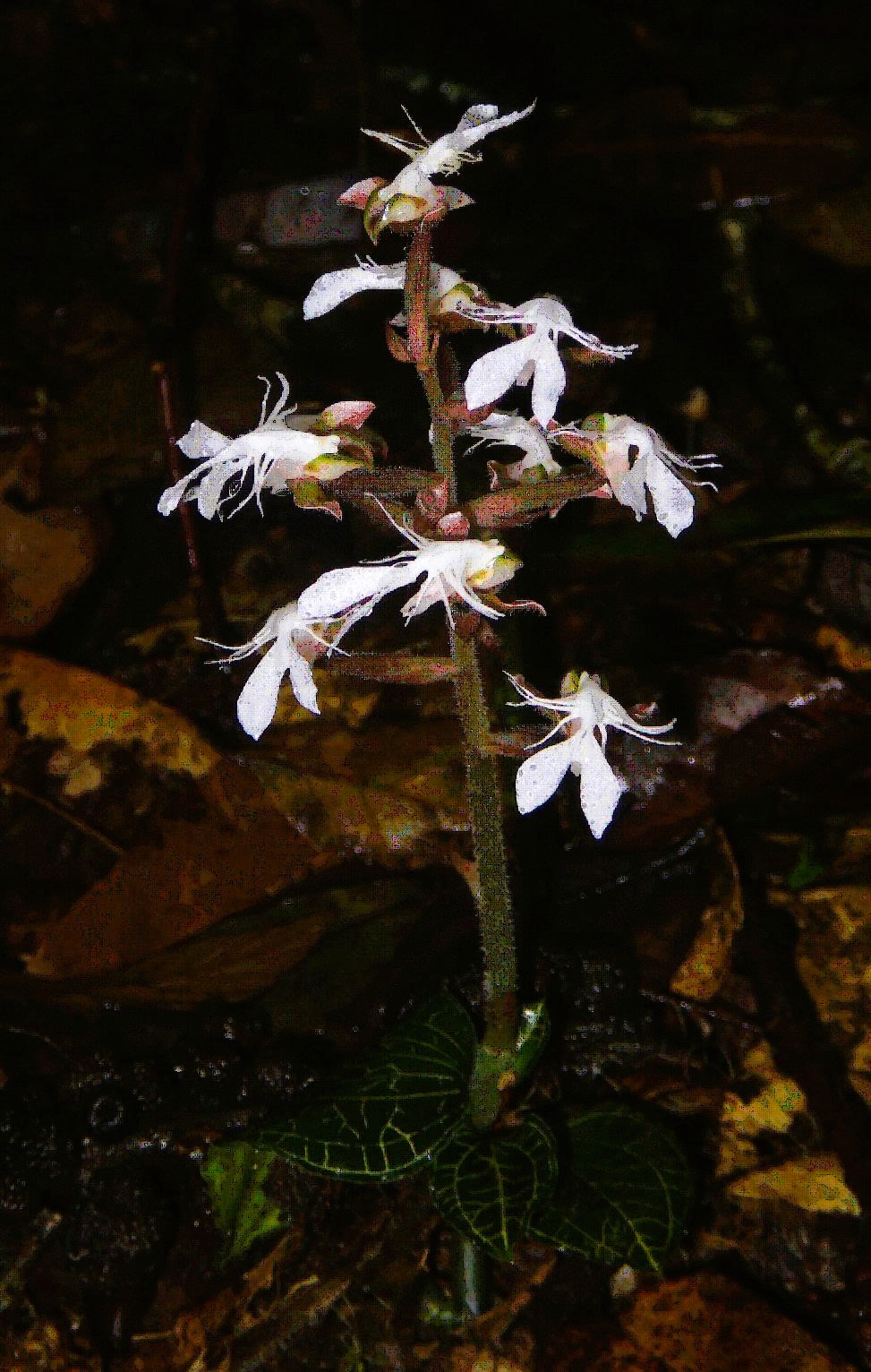 Phát hiện loài lan quý hiếm trong sách đỏ tại một khu rừng ở Thanh Hóa- Ảnh 2. Phát hiện loài lan quý hiếm trong sách đỏ tại một khu rừng ở Thanh Hóa- Ảnh 2.