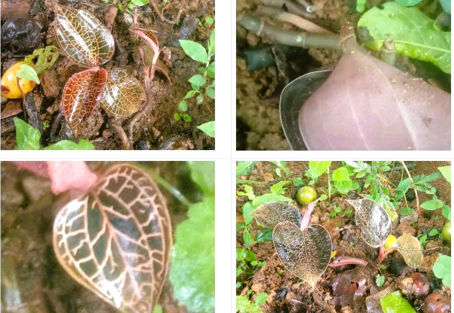 Phát hiện loài lan quý hiếm trong sách đỏ tại một khu rừng ở Thanh Hóa- Ảnh 1. Phát hiện loài lan quý hiếm trong sách đỏ tại một khu rừng ở Thanh Hóa- Ảnh 1.