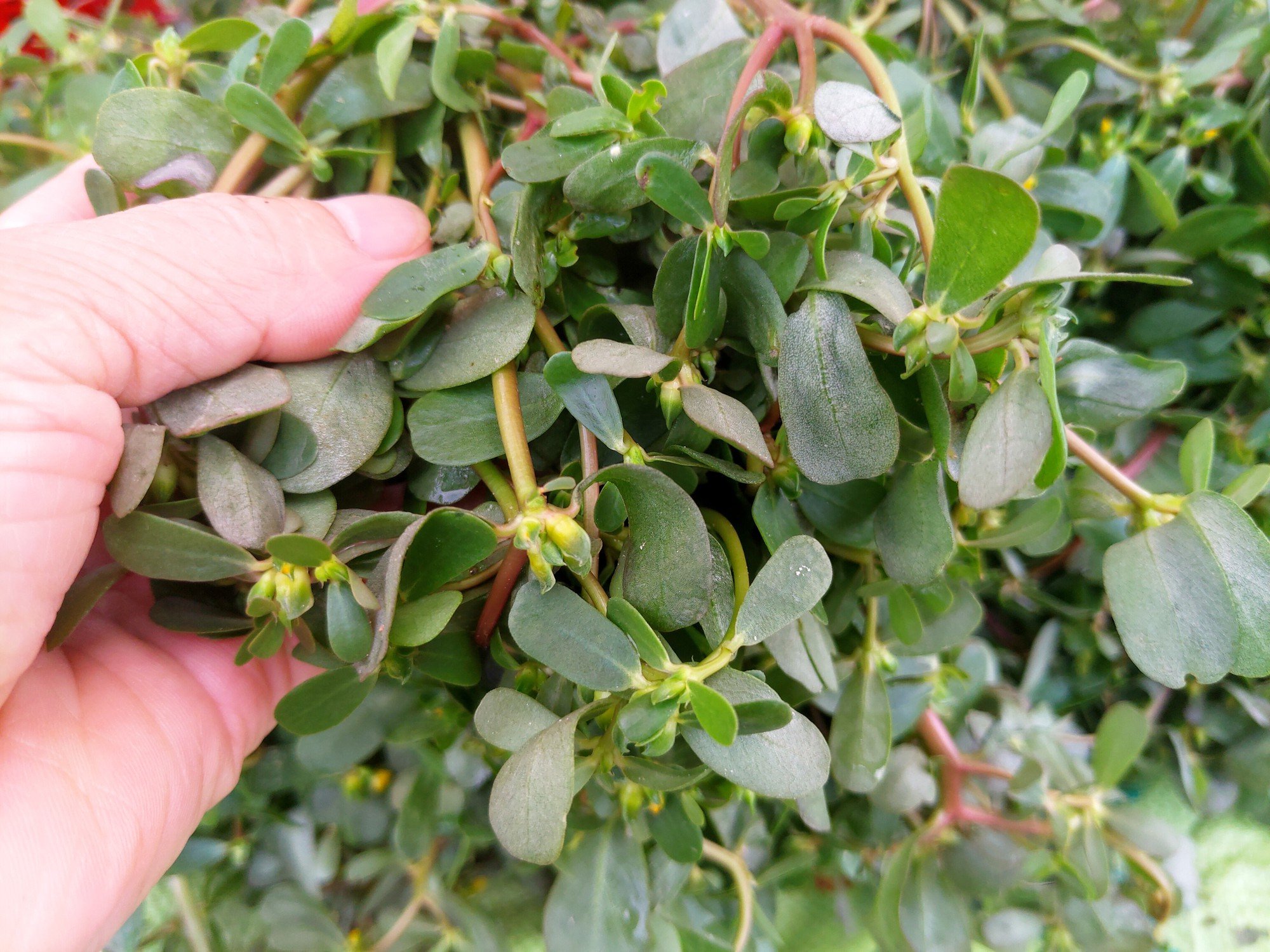 Loại rau người Trung Quốc coi là "rau trường thọ": Mọc đầy Việt Nam nhưng hay bị nhổ bỏ- Ảnh 1. Loại rau người Trung Quốc coi là "rau trường thọ": Mọc đầy Việt Nam nhưng hay bị nhổ bỏ- Ảnh 1.