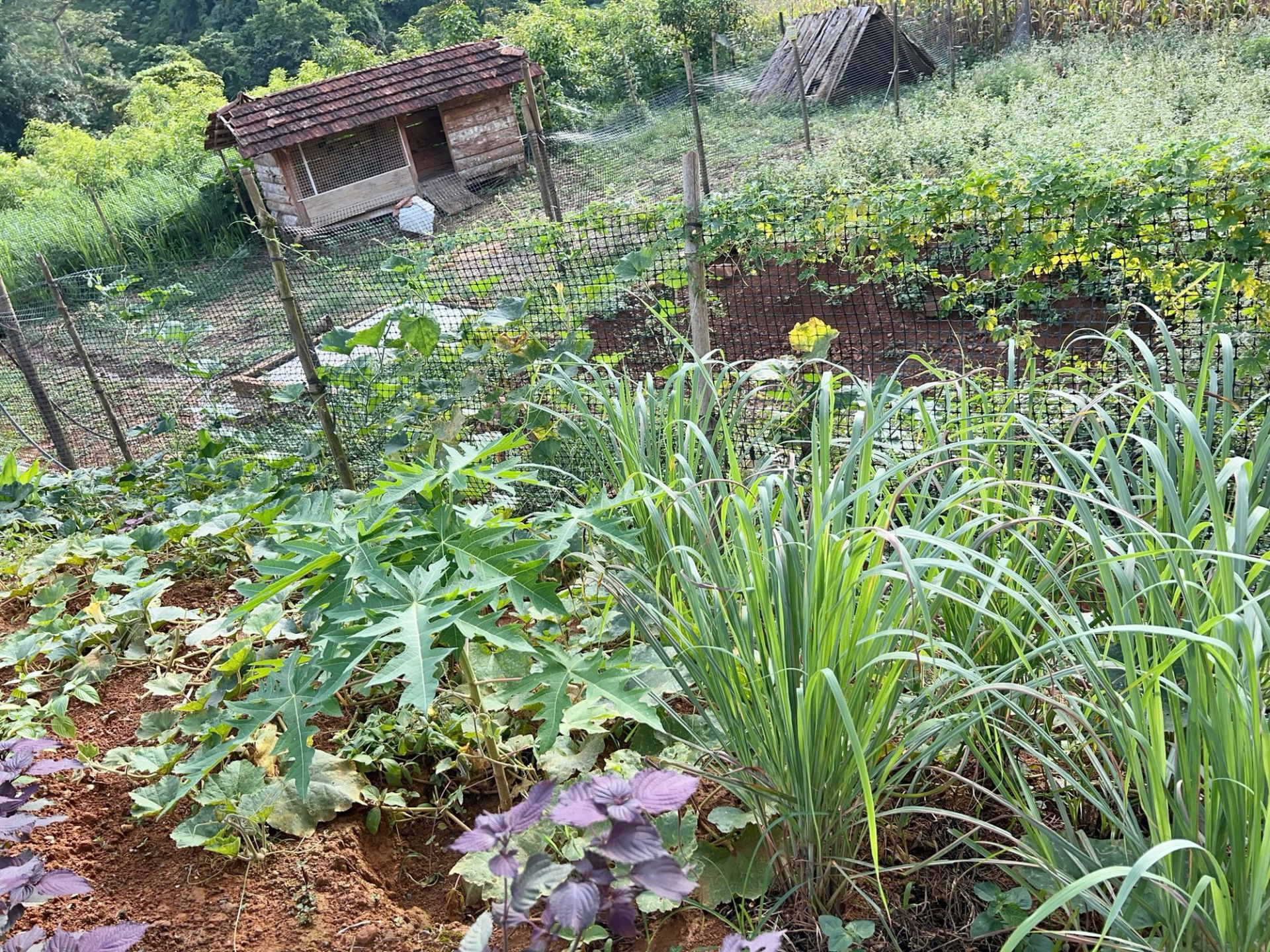 Cặp vợ chồng chi 3 tỷ xây nhà như cổ tích trên vùng núi Tuyên Quang: View triệu đô, 0 đồng rau củ- Ảnh 16.