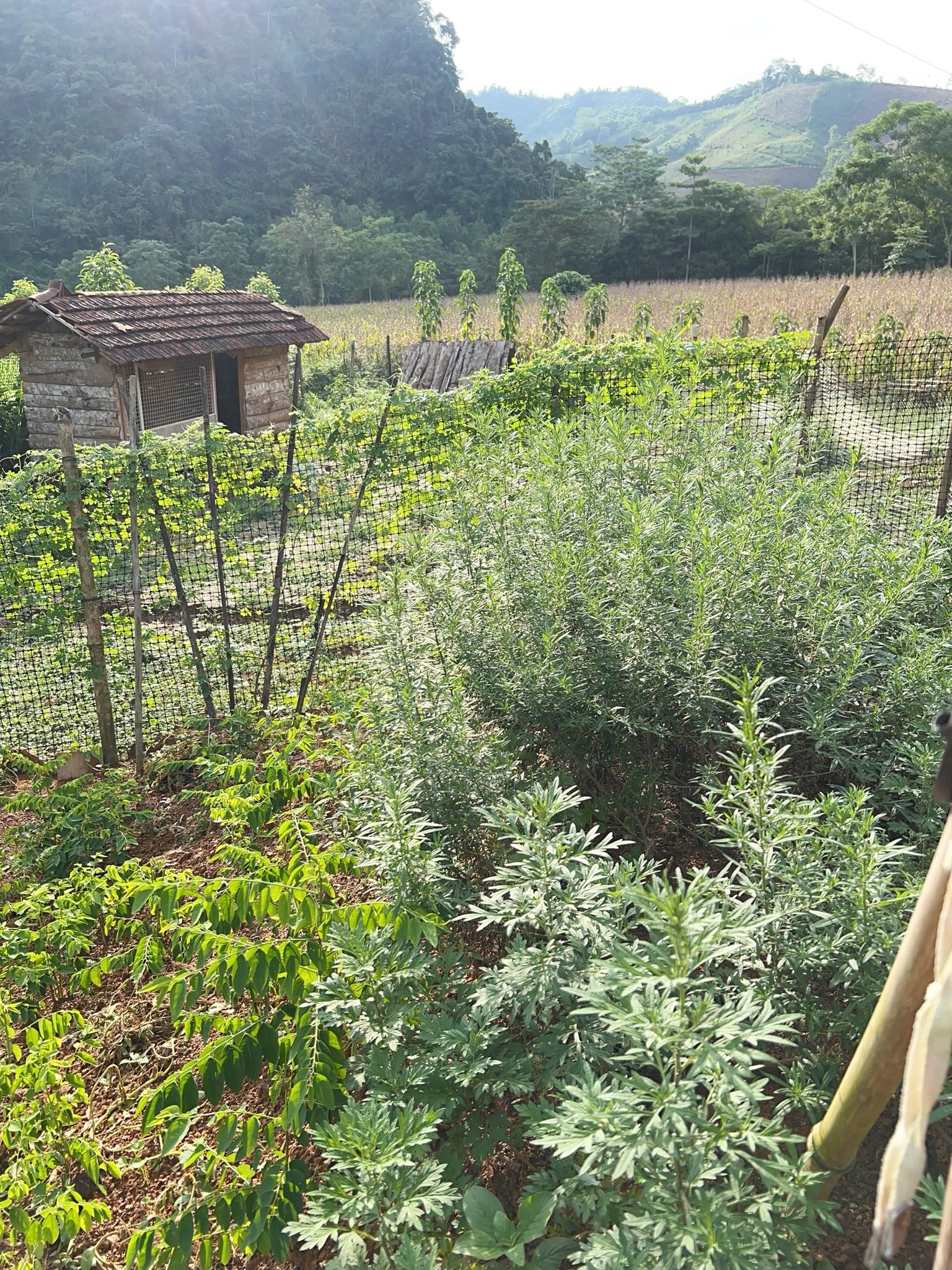 Cặp vợ chồng chi 3 tỷ xây nhà như cổ tích trên vùng núi Tuyên Quang: View triệu đô, 0 đồng rau củ- Ảnh 17.