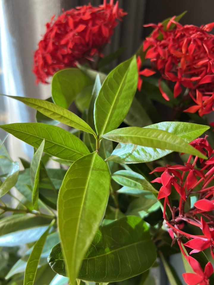 Tài sản hiếm có của MC Diễm Quỳnh ở tuổi 53- Ảnh 8. Tài sản hiếm có của MC Diễm Quỳnh ở tuổi 53- Ảnh 8.