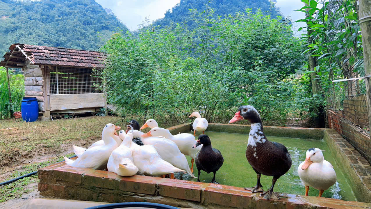 Cặp vợ chồng chi 3 tỷ xây nhà như cổ tích trên vùng núi Tuyên Quang: View triệu đô, 0 đồng rau củ- Ảnh 15.