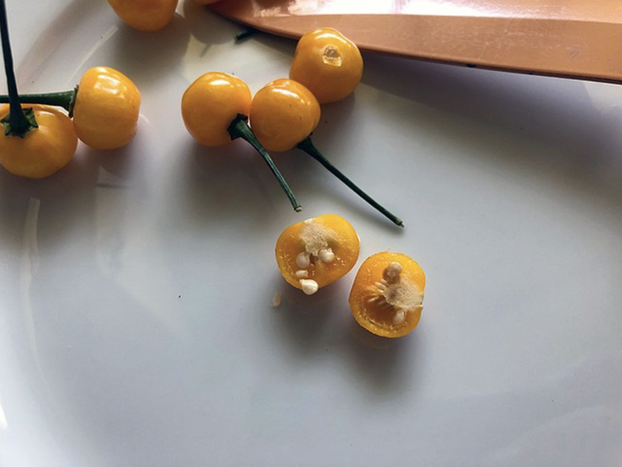 Việt Nam trồng được loại gia vị đắt nhất hành tinh, lên tới hơn 900 triệu/kg- Ảnh 2. Việt Nam trồng được loại gia vị đắt nhất hành tinh, lên tới hơn 900 triệu/kg- Ảnh 2.