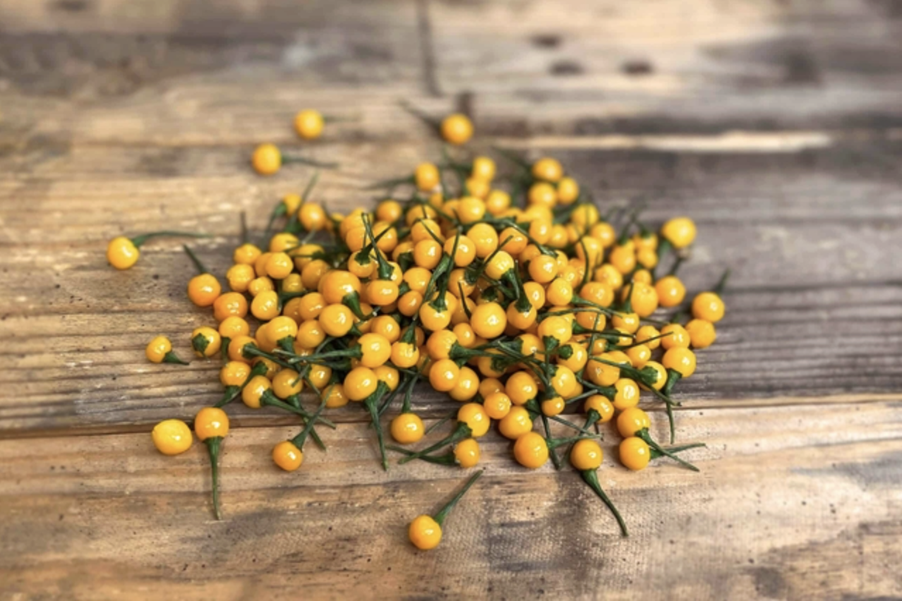 Việt Nam trồng được loại gia vị đắt nhất hành tinh, lên tới hơn 900 triệu/kg- Ảnh 1. Việt Nam trồng được loại gia vị đắt nhất hành tinh, lên tới hơn 900 triệu/kg- Ảnh 1.