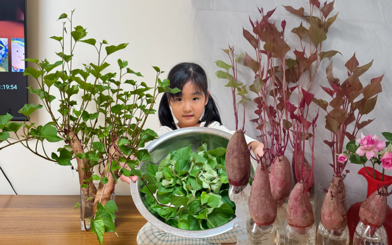 Gừng bonsai lên ngôi nhưng khoai lang thủy canh vẫn hot rần rần: Chị em trồng chơi mà ăn thật cũng “đã cái nư”!- Ảnh 1.