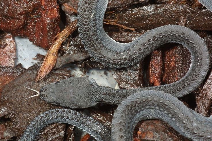 Loài rắn kỳ lạ hiếm khi vượt quá 60 cm, được người dân coi là Loài rắn kỳ lạ hiếm khi vượt quá 60 cm, được người dân coi là