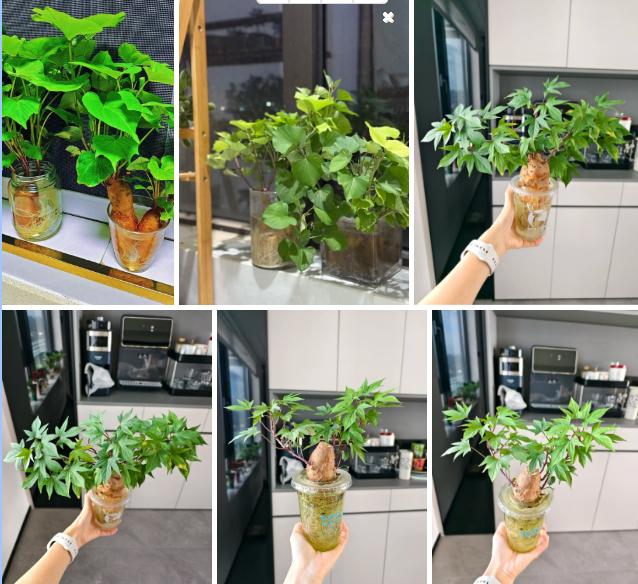 Gừng bonsai lên ngôi nhưng khoai lang thủy canh vẫn hot rần rần: Chị em trồng chơi mà ăn thật cũng “đã cái nư”!- Ảnh 3.