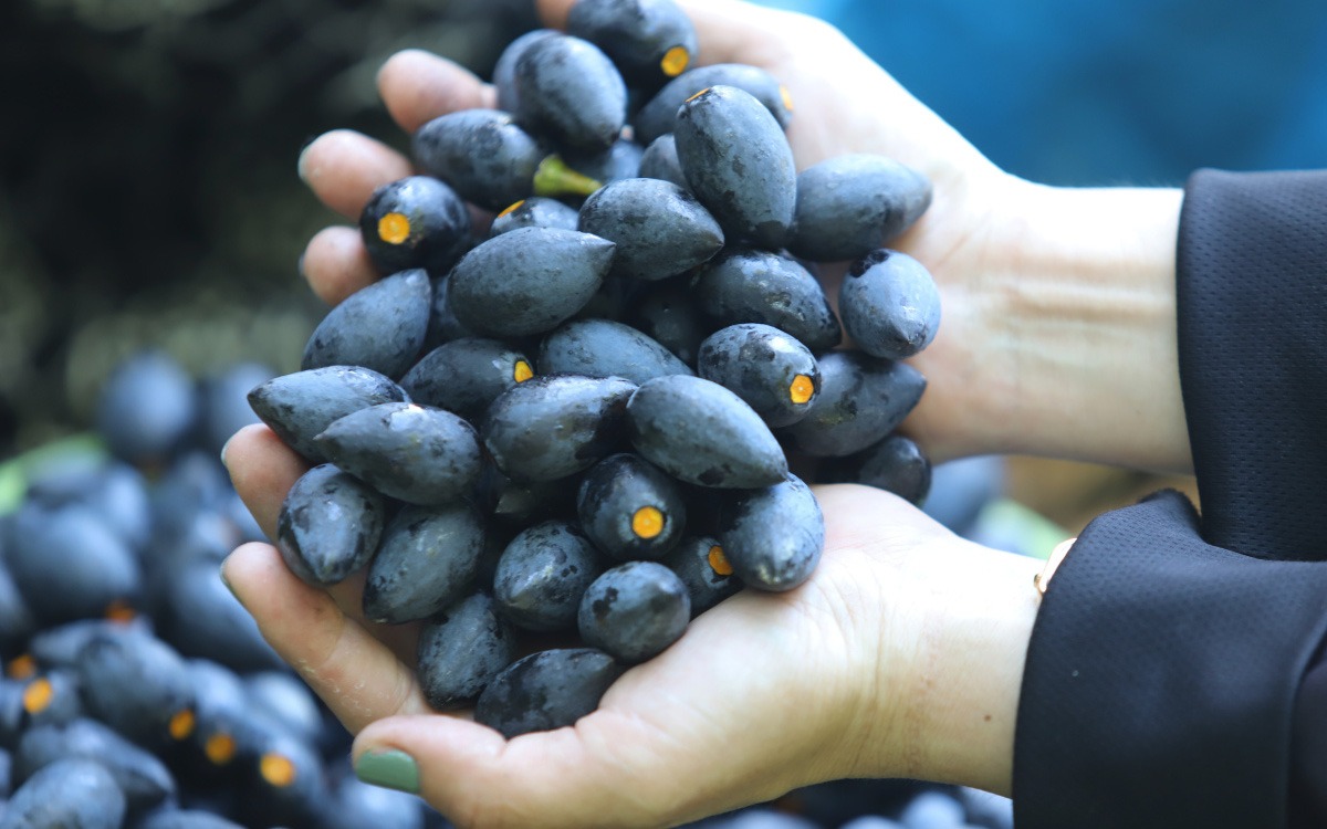 Loại quả Loại quả