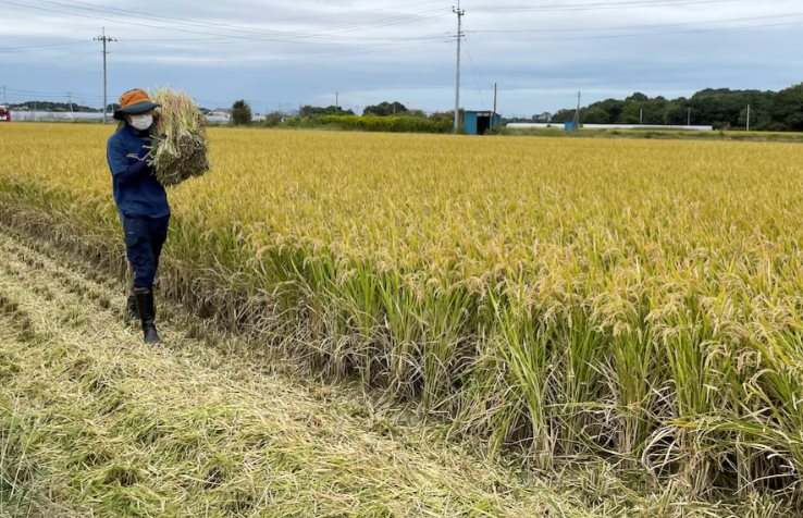 Chuyện gì đang xảy ra tại nền kinh tế lớn thứ 4 thế giới: Áp thuế gạo nhập khẩu cao chót vót nhưng vẫn rẻ hơn hàng nội địa, người tiêu dùng chịu mức giá đắt đỏ- Ảnh 1.