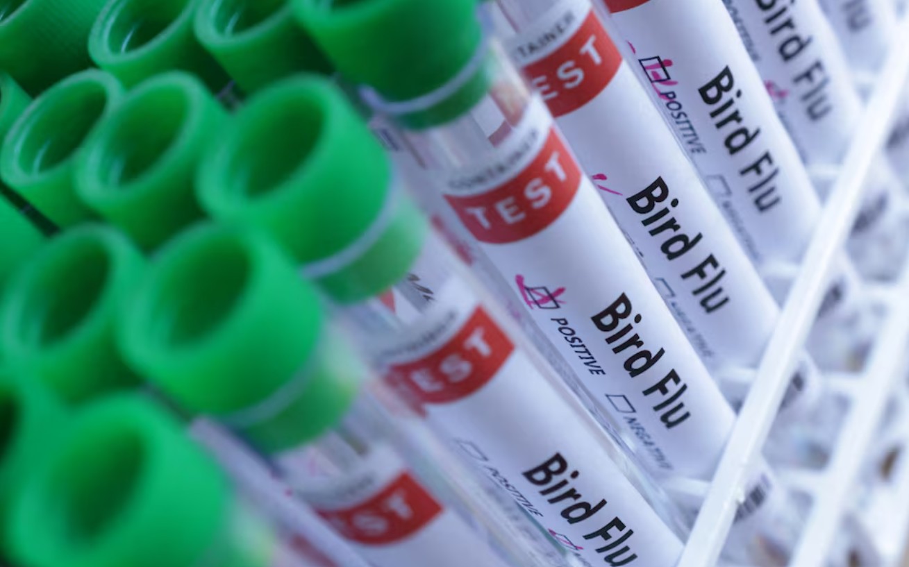 Hà Lan: Tiêu hủy 117.000 con gà vì cúm gia cầm lây lan- Ảnh 1.