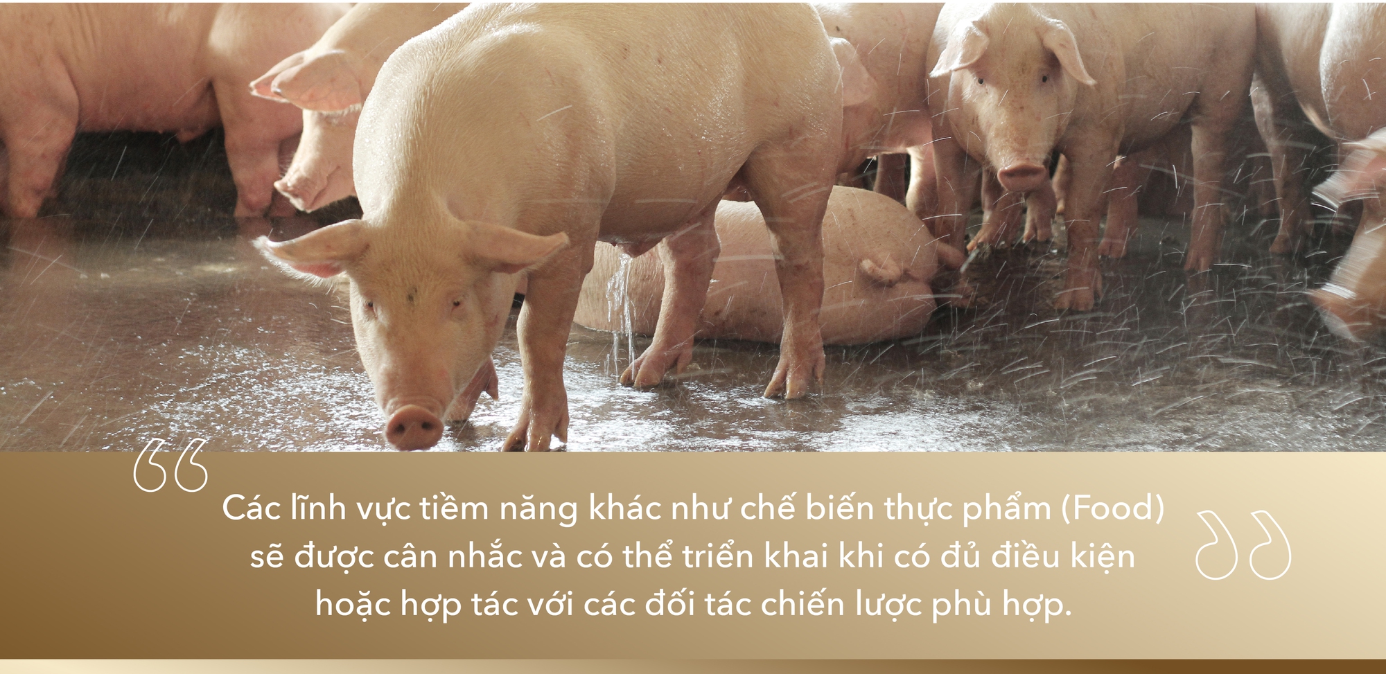 Nông nghiệp Hòa Phát: Chậm mà chắc như xe lu, xây vị thế top đầu- Ảnh 10. Nông nghiệp Hòa Phát: Chậm mà chắc như xe lu, xây vị thế top đầu- Ảnh 10.