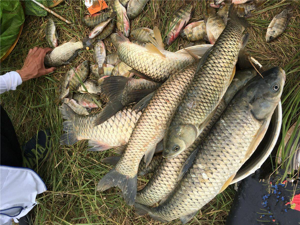 3 loại cá dễ “ôm ổ ký sinh trùng”, dân buôn cũng ngại ăn- Ảnh 1.