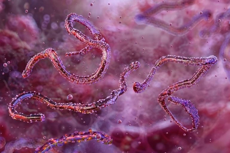 Loài virus gây tỷ lệ mất mạng đến 80% lại bùng phát- Ảnh 1. Loài virus gây tỷ lệ mất mạng đến 80% lại bùng phát- Ảnh 1.