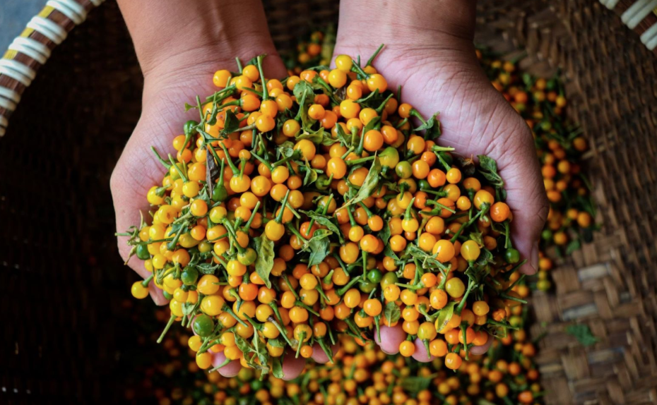 Loại gia vị đắt bậc nhất hành tinh, giá gần 1 tỷ đồng/kg được nông dân Việt Nam trồng thành công- Ảnh 2.