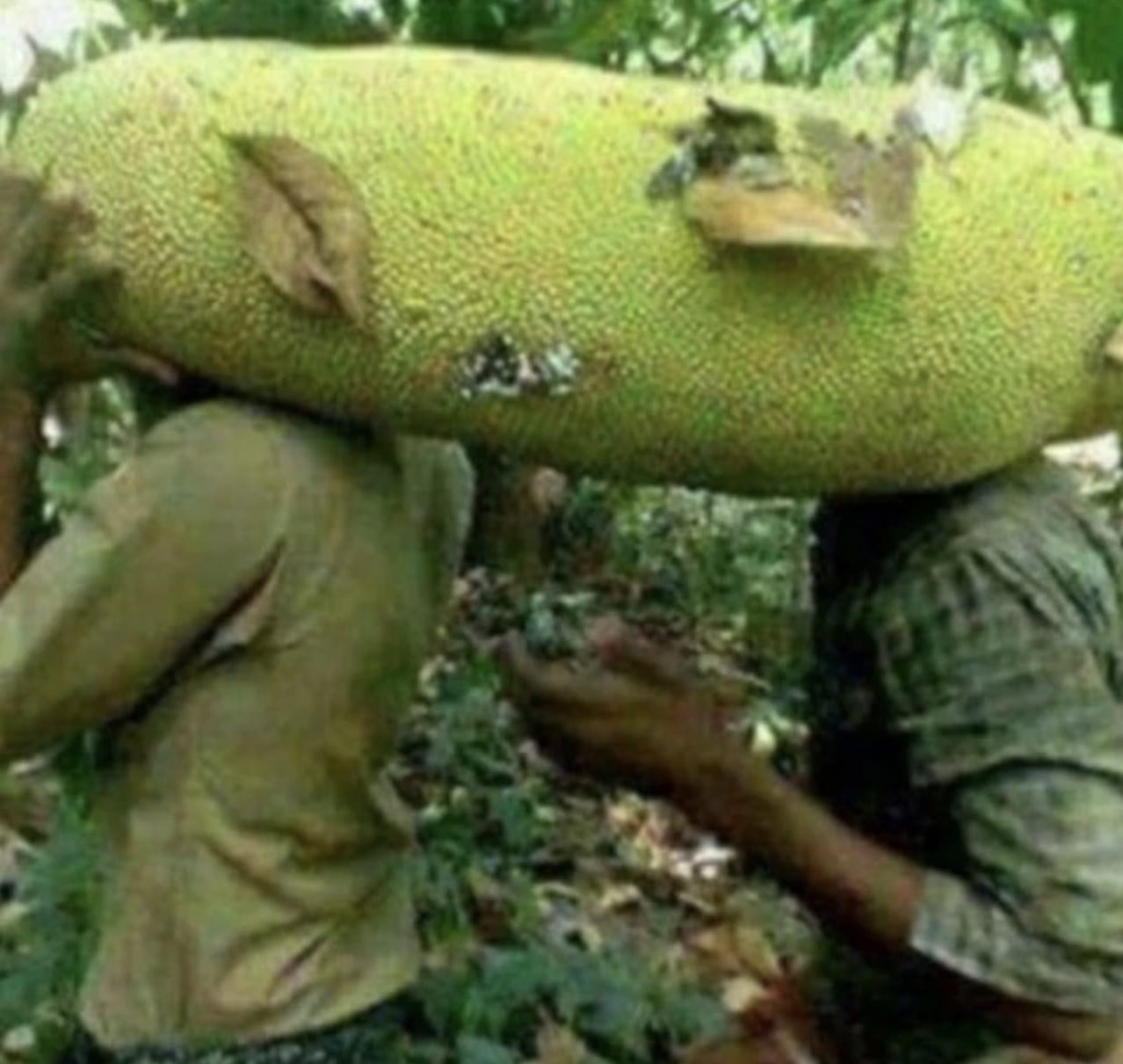 Quả mít to ngang 1 người lớn gây choáng MXH: Tưởng của hiếm, hoá ra đã trồng đầy ở Việt Nam- Ảnh 3.