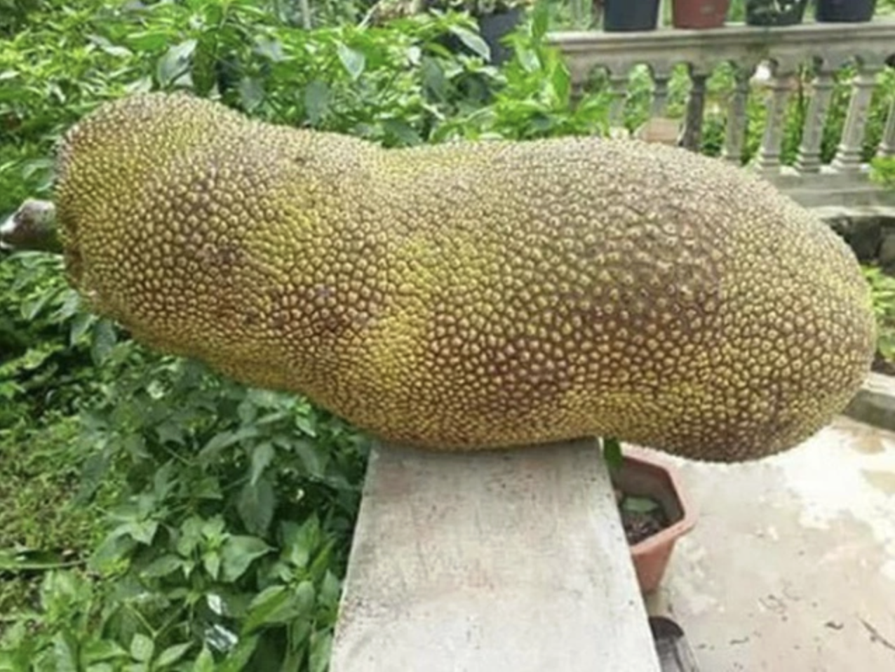 Quả mít to ngang 1 người lớn gây choáng MXH: Tưởng của hiếm, hoá ra đã trồng đầy ở Việt Nam- Ảnh 2.