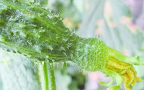 Ra chợ mua rau thấy 5 dấu hiệu này: Khả năng cao đã ngâm hóa chất, mạnh dạn quay xe- Ảnh 2.