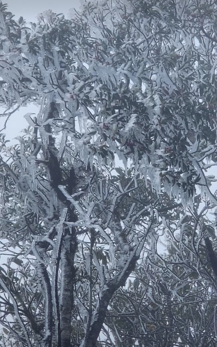 Đỉnh Tà Xùa ở Lào Cai xuất hiện băng giá- Ảnh 1.