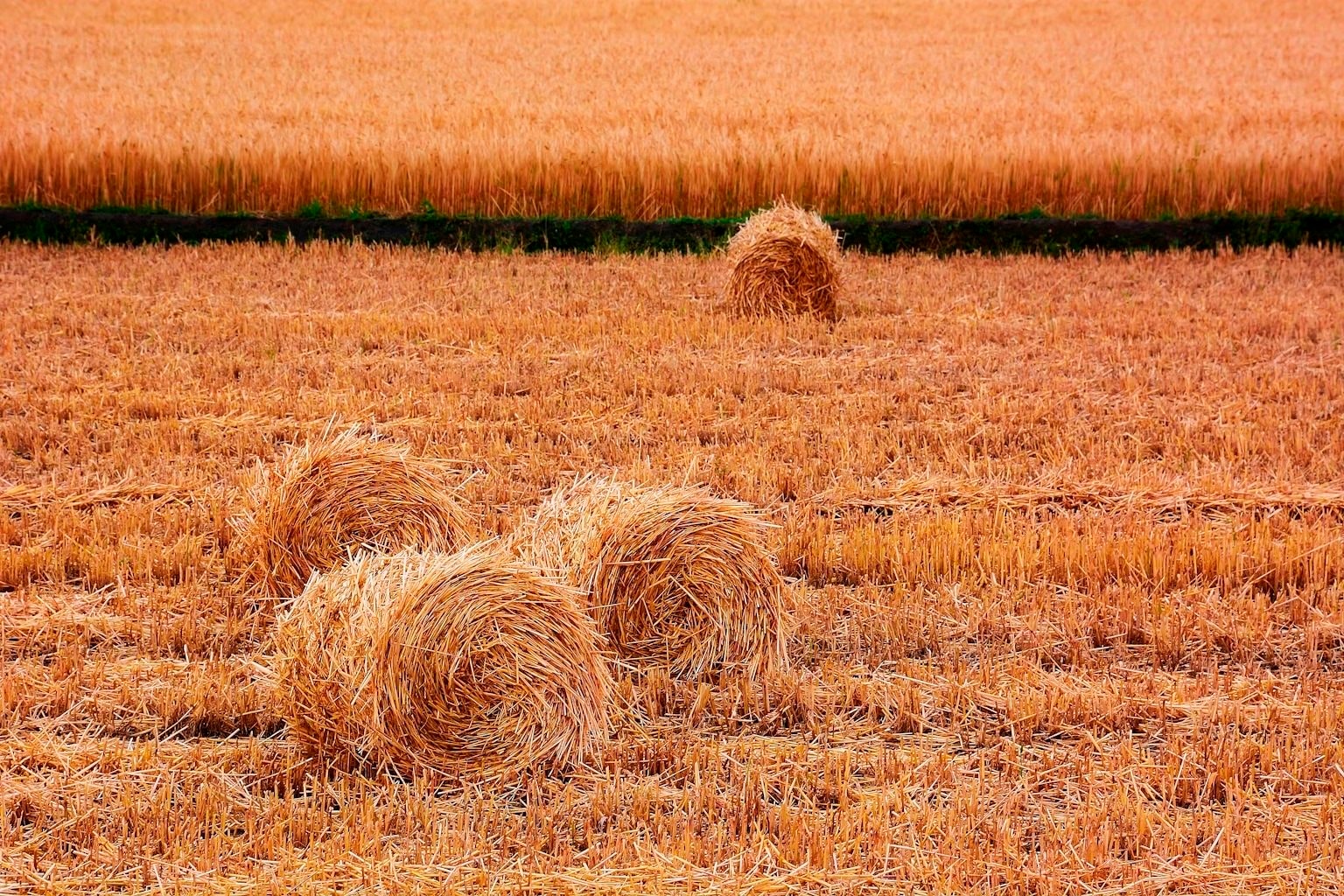Việt Nam cùng khai thác "mỏ vàng" sản lượng gần 100 triệu tấn mỗi năm- Ảnh 1.