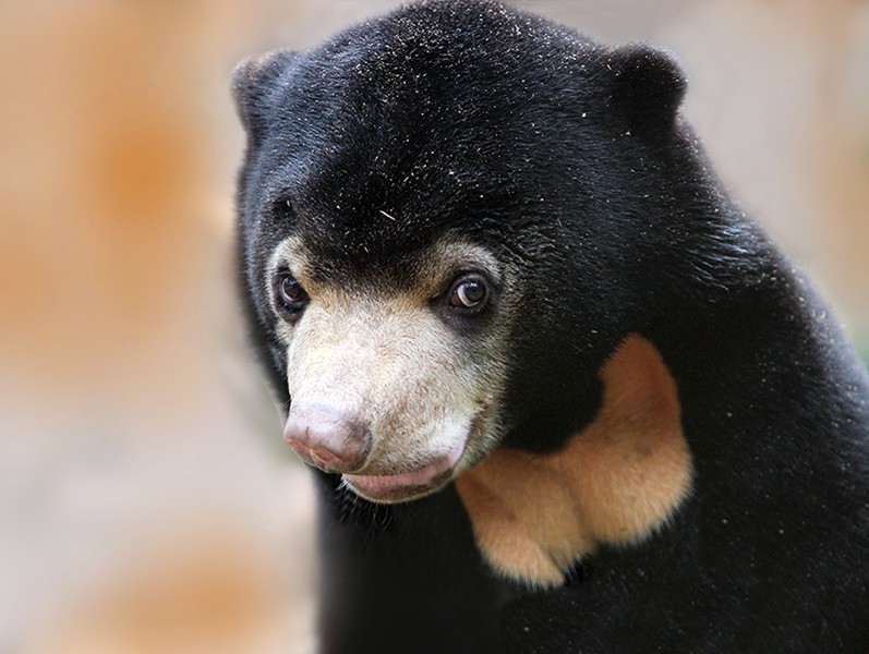 Đặt camera giữa rừng sâu, các nhà bảo tồn bất ngờ phát hiện loài vật cực kỳ quý hiếm vắng bóng hơn 20 năm- Ảnh 3. Đặt camera giữa rừng sâu, các nhà bảo tồn bất ngờ phát hiện loài vật cực kỳ quý hiếm vắng bóng hơn 20 năm- Ảnh 3.