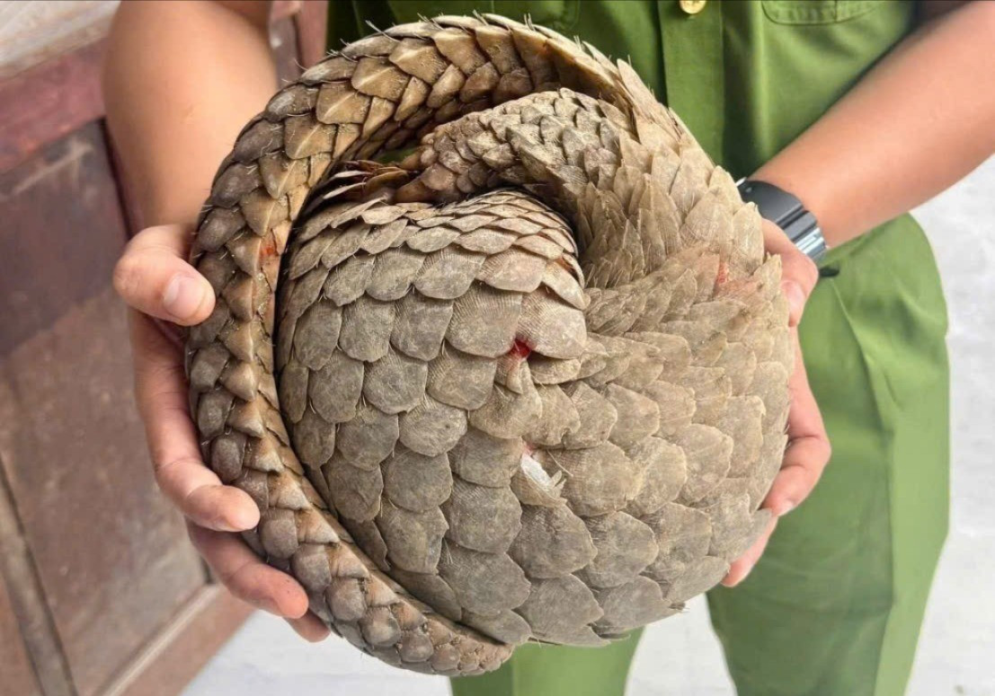 Phát hiện con vật quý hiếm trong sách đỏ khi đi làm đồng- Ảnh 1.