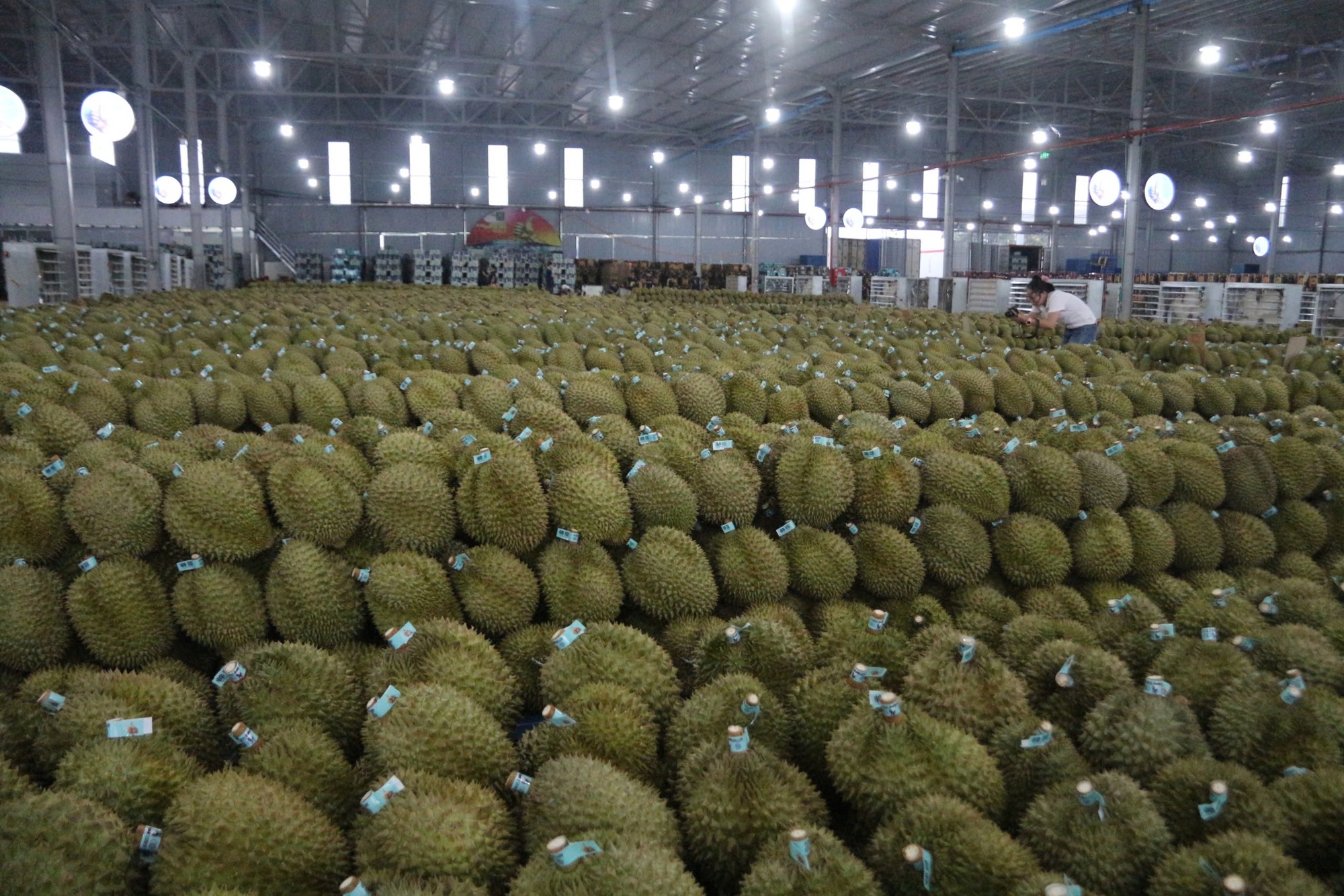 Mua hồ sơ xuất khẩu sầu riêng với giá... hàng trăm triệu đồng!- Ảnh 4.