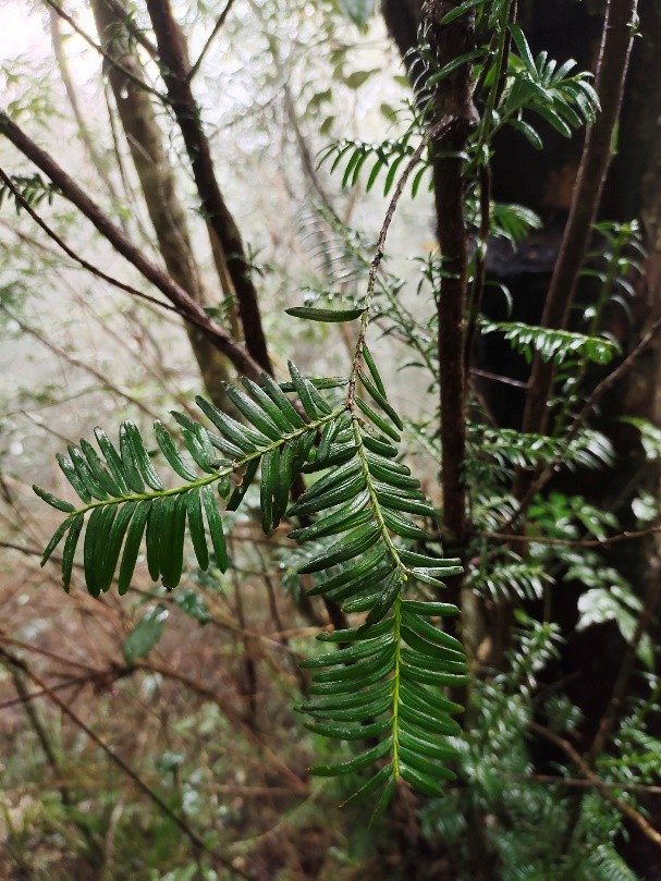 6 loài cây hạt trần quý hiếm có nguy cơ tuyệt chủng tại 1 khu rừng ở Thanh Hóa- Ảnh 9.