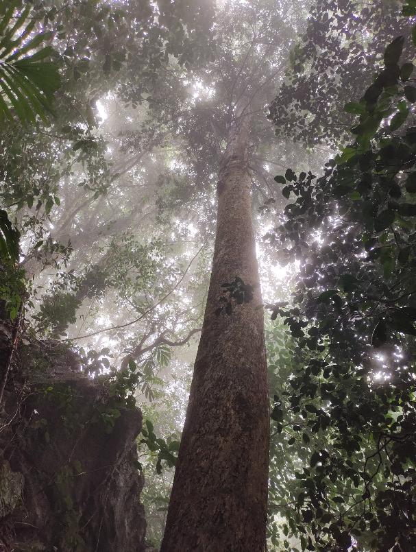 6 loài cây hạt trần quý hiếm có nguy cơ tuyệt chủng tại 1 khu rừng ở Thanh Hóa- Ảnh 4.