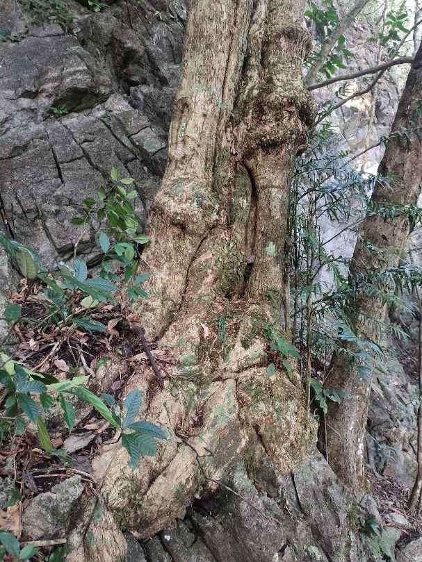 6 loài cây hạt trần quý hiếm có nguy cơ tuyệt chủng tại 1 khu rừng ở Thanh Hóa- Ảnh 5.