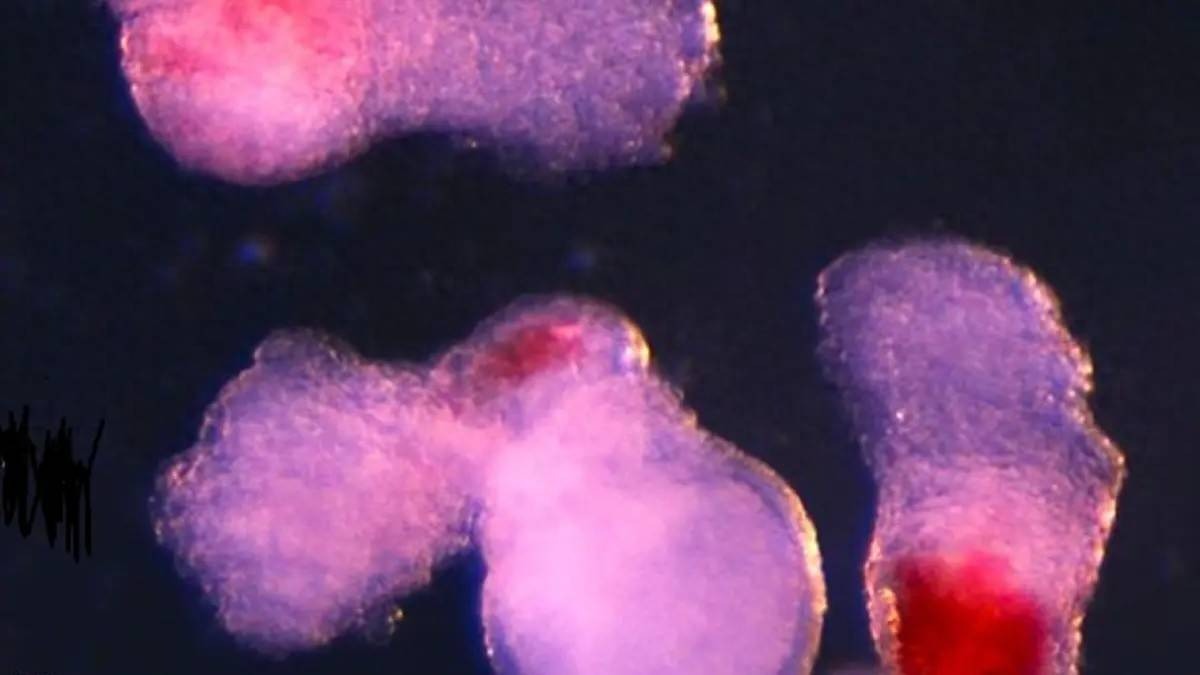 Các nhà khoa học tạo ra máu người trong phòng thí nghiệm: Bước tiến đột phá mở ra kỷ nguyên mới cho y học tái tạo- Ảnh 1. Các nhà khoa học tạo ra máu người trong phòng thí nghiệm: Bước tiến đột phá mở ra kỷ nguyên mới cho y học tái tạo- Ảnh 1.