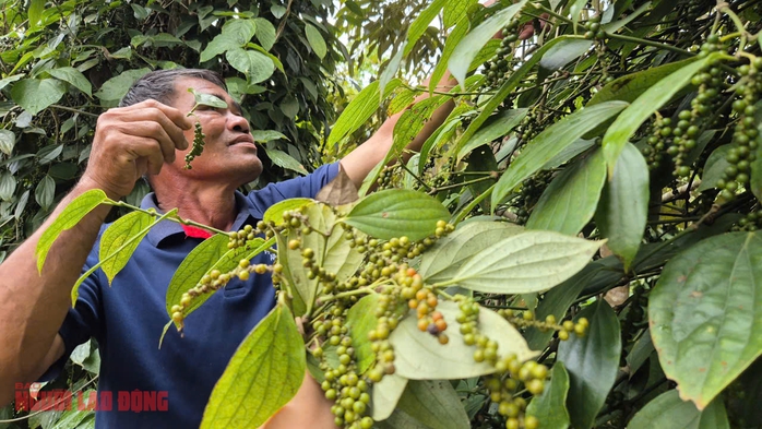Không ít đại lý tạm ngưng thu mua tiêu và nại lý do này- Ảnh 1. Không ít đại lý tạm ngưng thu mua tiêu và nại lý do này- Ảnh 1.