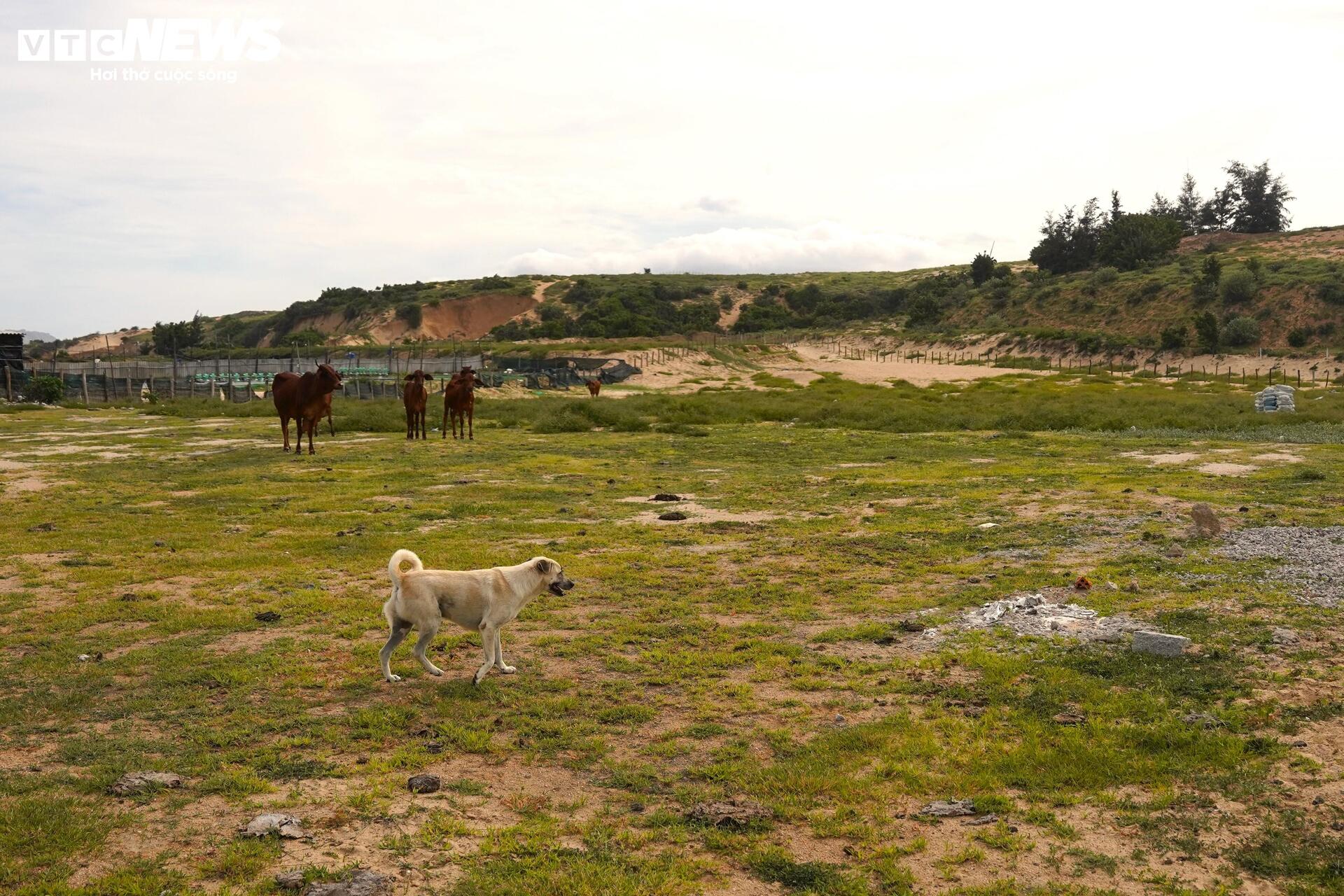 Cận cảnh khu đất ở Khánh Hòa dự kiến làm nhà máy điện hạt nhân- Ảnh 12. Cận cảnh khu đất ở Khánh Hòa dự kiến làm nhà máy điện hạt nhân- Ảnh 12.