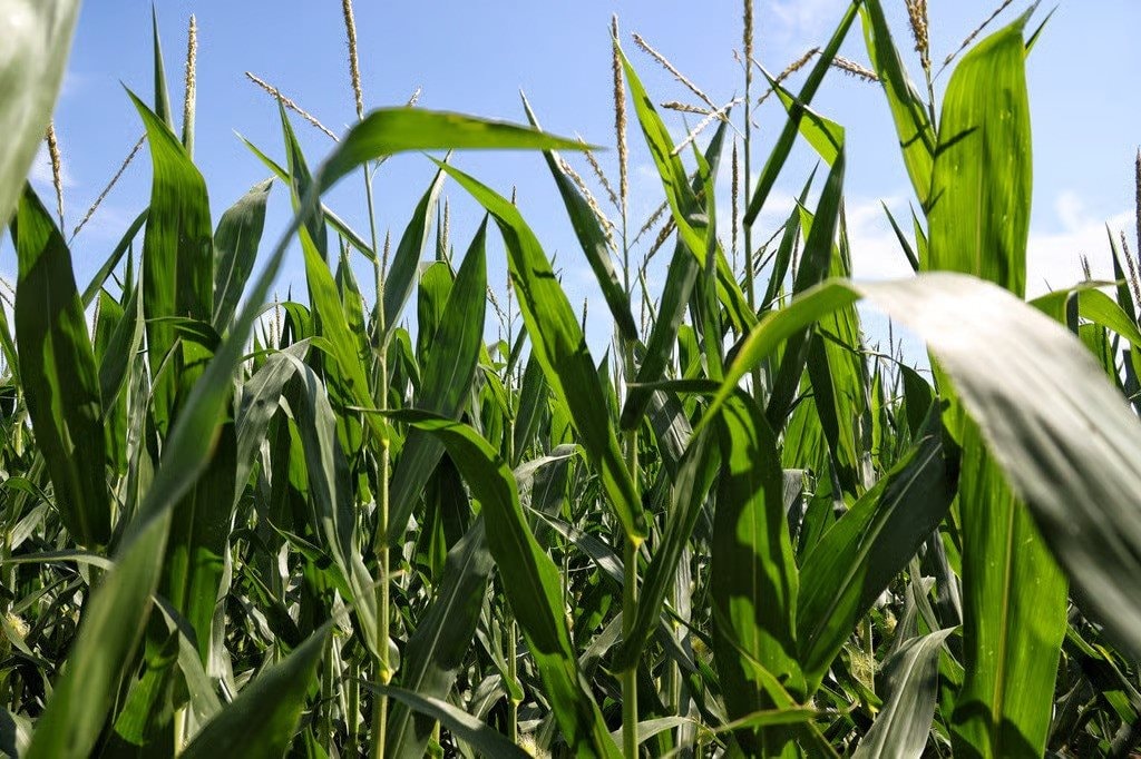 3 nước EU, gồm đồng minh thân cận của Kiev, quyết cấm nhập khẩu hàng hóa Ukraine: EC tuyên bố có thể khởi kiện- Ảnh 1.