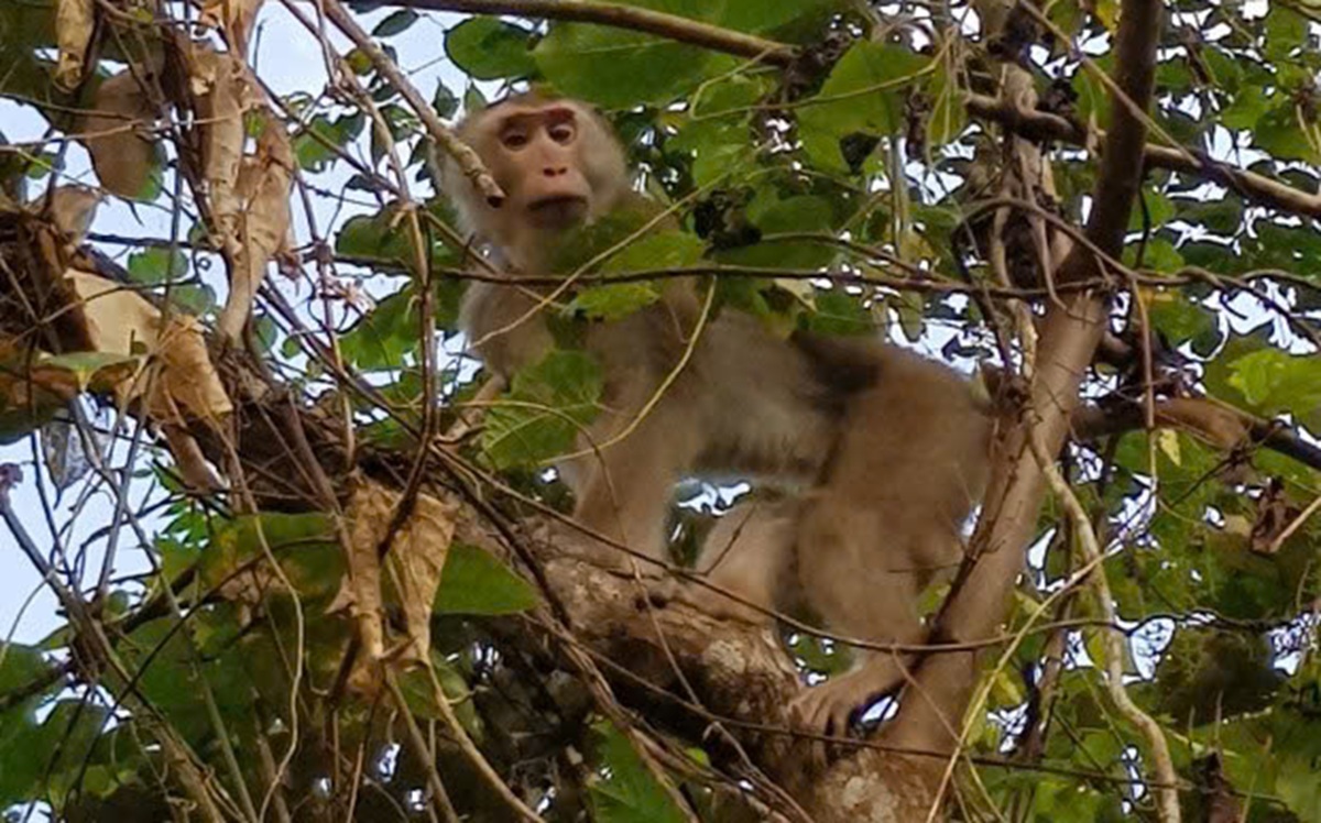 6 loài cây hạt trần quý hiếm có nguy cơ tuyệt chủng tại 1 khu rừng ở Thanh Hóa- Ảnh 13.