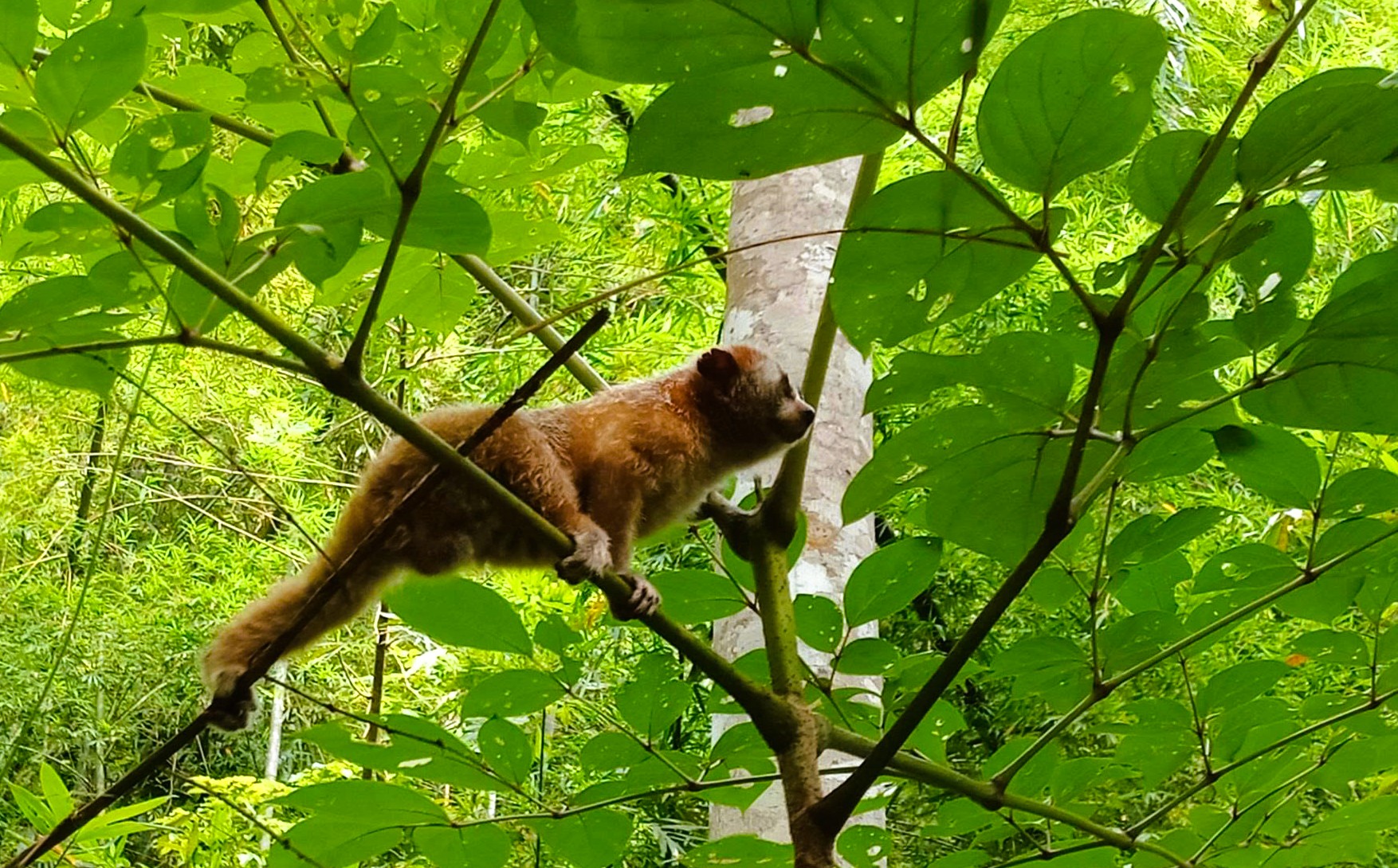 6 loài cây hạt trần quý hiếm có nguy cơ tuyệt chủng tại 1 khu rừng ở Thanh Hóa- Ảnh 14.