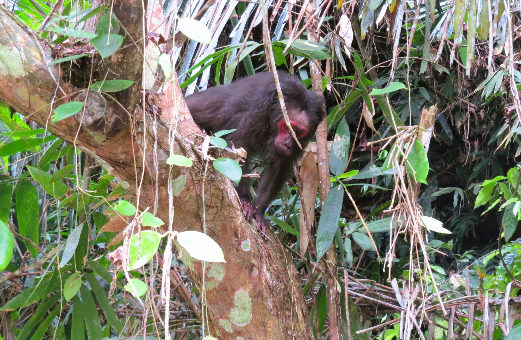 6 loài cây hạt trần quý hiếm có nguy cơ tuyệt chủng tại 1 khu rừng ở Thanh Hóa- Ảnh 15.