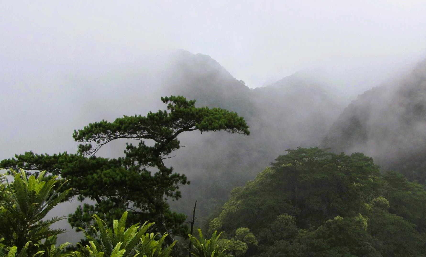 6 loài cây hạt trần quý hiếm có nguy cơ tuyệt chủng tại 1 khu rừng ở Thanh Hóa- Ảnh 6.