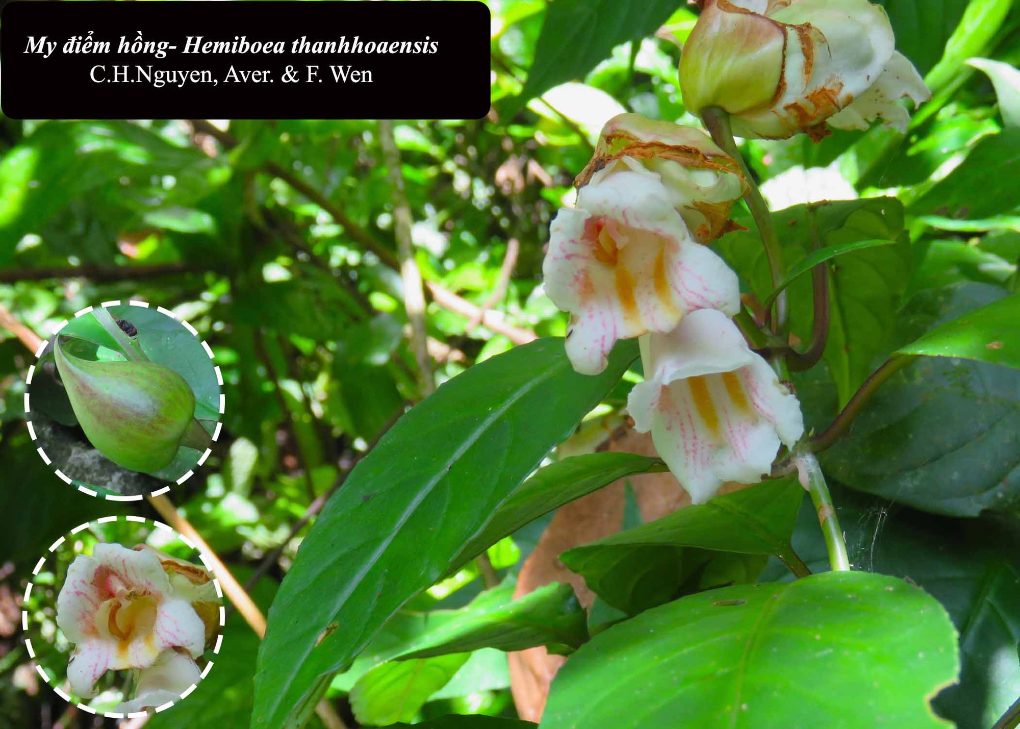 6 loài cây hạt trần quý hiếm có nguy cơ tuyệt chủng tại 1 khu rừng ở Thanh Hóa- Ảnh 12.