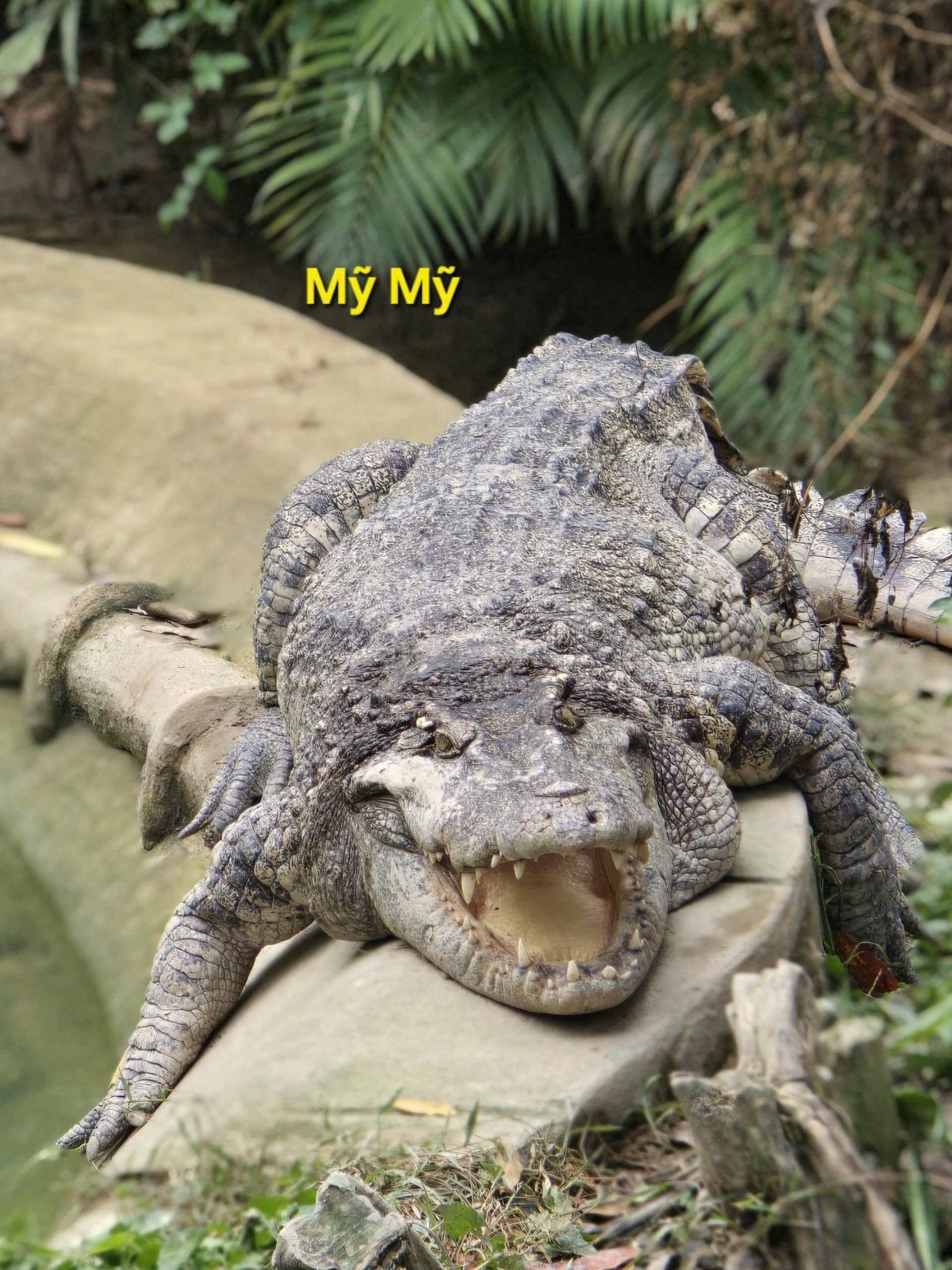 "Nằm im cũng dính đạn": Cá sấu Thảo Cầm Viên được rửa oan và lại gây bão mạng- Ảnh 2.