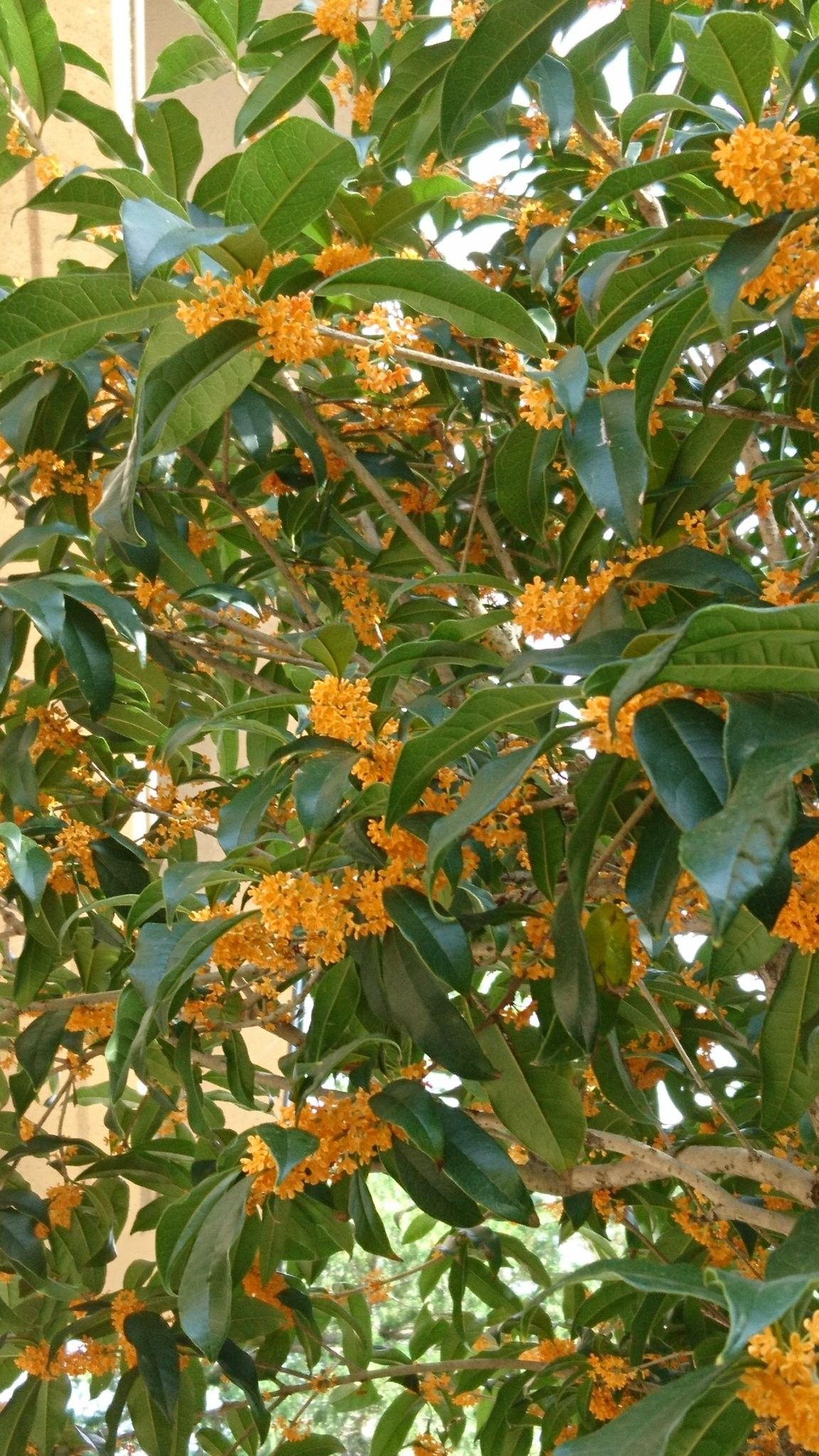 Ông bà dặn con cháu: Trông sân biết lộc, nhìn ngõ rõ phúc - Sân nhà có 5 cây này, cả năm chẳng lo nghèo- Ảnh 3.