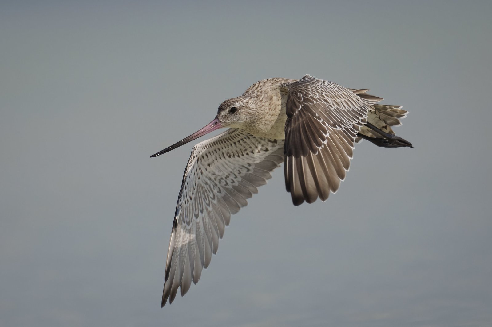 Loài chim bay liền 11 ngày không ăn uống, vượt 13.560 km và sống sót nhờ ăn nội tạng của chính mình- Ảnh 3. Loài chim bay liền 11 ngày không ăn uống, vượt 13.560 km và sống sót nhờ ăn nội tạng của chính mình- Ảnh 3.