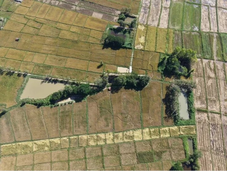 Cánh đồng gần chùa bỗng đổi dạng trong một đêm, dân làng xôn xao Cánh đồng gần chùa bỗng đổi dạng trong một đêm, dân làng xôn xao