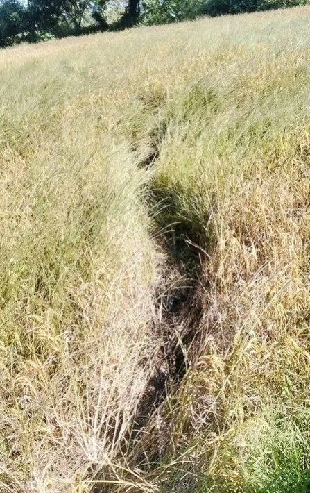 Cánh đồng gần chùa bỗng đổi dạng trong một đêm, dân làng xôn xao Cánh đồng gần chùa bỗng đổi dạng trong một đêm, dân làng xôn xao