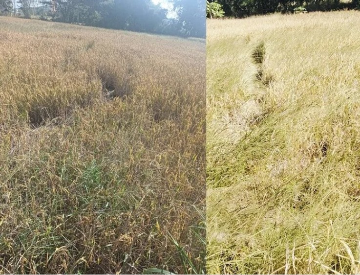 Cánh đồng gần chùa bỗng đổi dạng trong một đêm, dân làng xôn xao Cánh đồng gần chùa bỗng đổi dạng trong một đêm, dân làng xôn xao